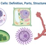 Eukaryotic Cells: Definition, Parts, Structure, Examples