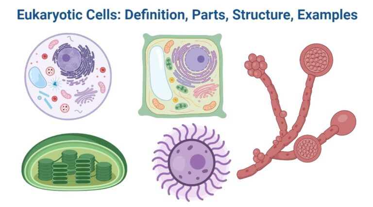 Eukaryotic Cells: Definition, Parts, Structure, Examples