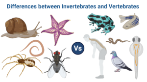 Differences between Invertebrates and Vertebrates