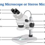 Dissecting Microscope Parts (Stereo microscope)