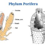 Phylum Porifera: Classification, Characteristics, Examples