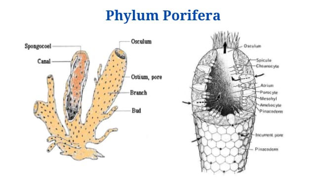 Phylum Porifera: Classification, Characteristics, Examples - PhD Nest